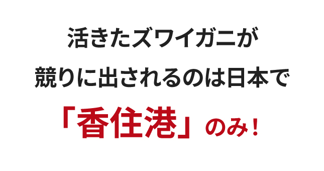活きたズワイガニ 香住港