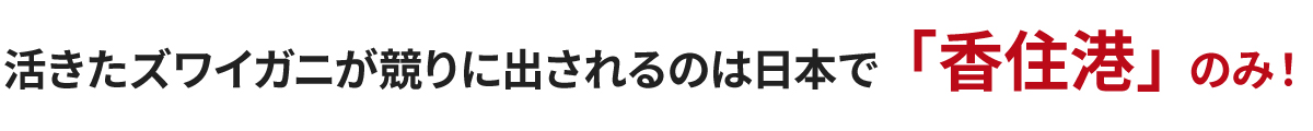 活きたズワイガニ 香住港