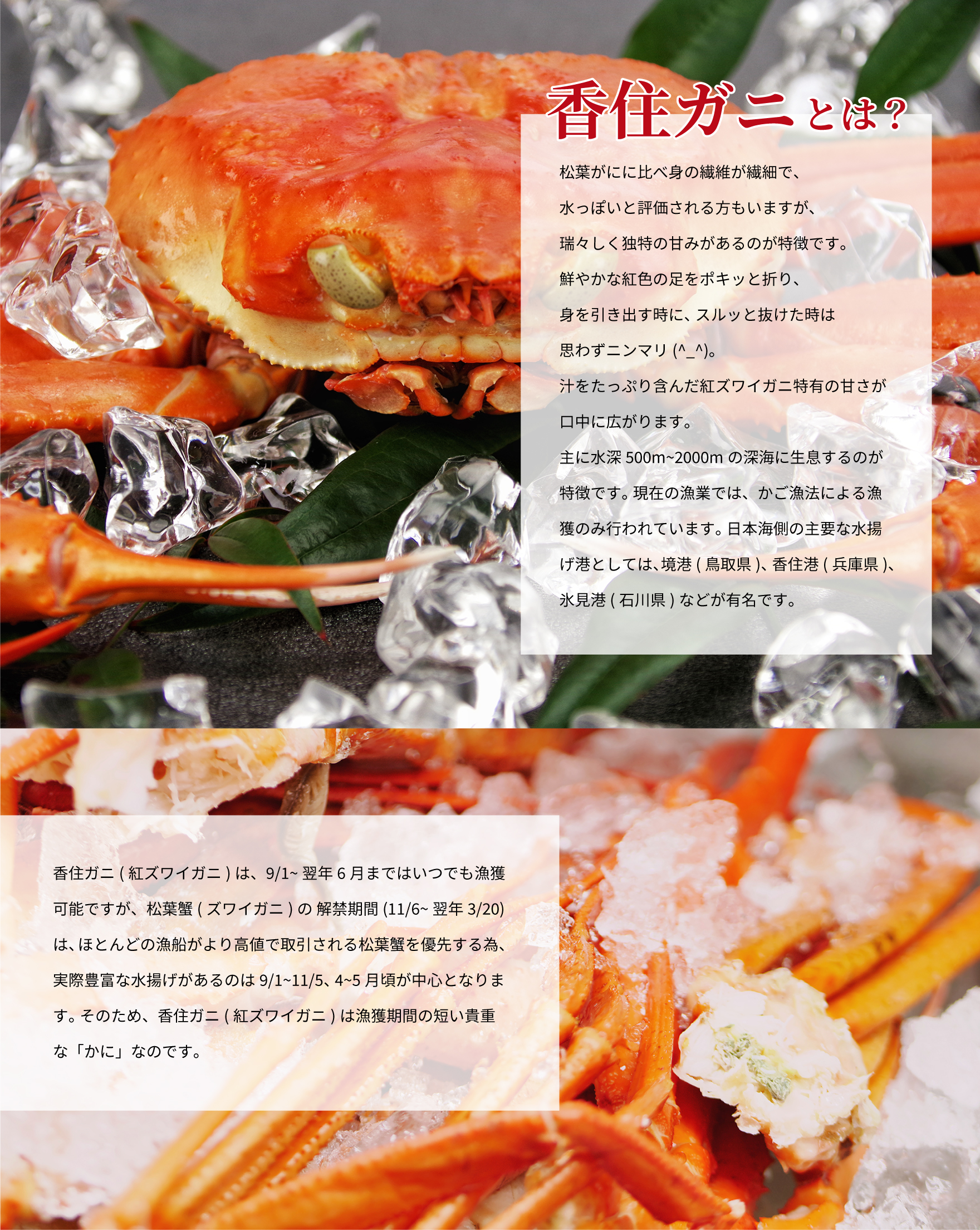 香住ガニとは